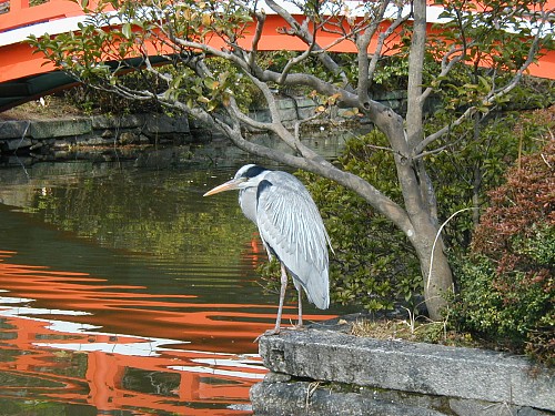 佇む鷺20080229.JPG