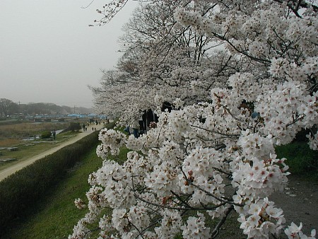 鴨川土手の桜20060408