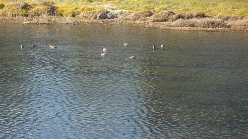 鴨たち201001.JPG