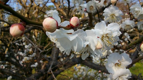 京都御苑の梅100223.JPG