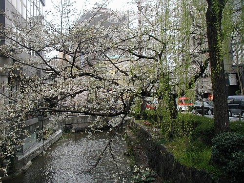 御池木屋町下る高瀬川の桜20070401