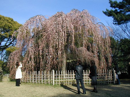 枝垂桜御所にて20060325