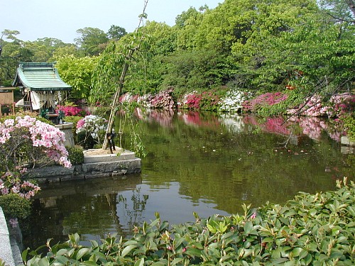 神泉苑のつつじ20070505