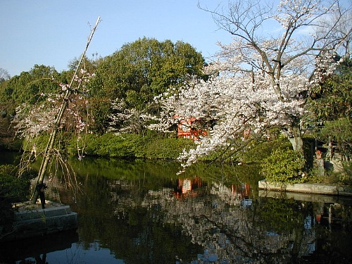 神泉苑の池20070406