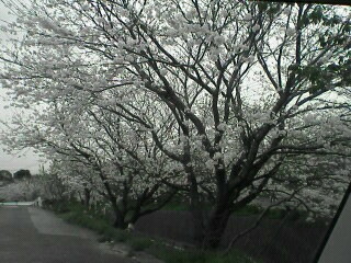 地元の桜