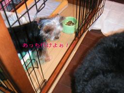 あっちいけよぉ