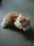 ねこ２