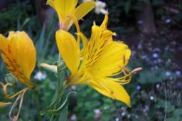 アルストロメリア