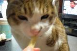 食べるチー