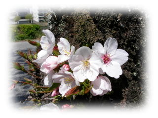 sakura06a
