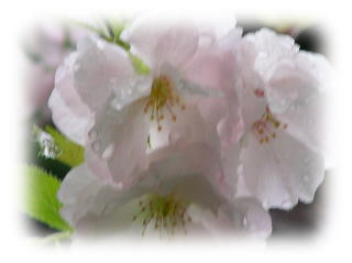sakura06b