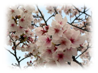 sakura063