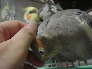 カキカキタイムのサクちゃん