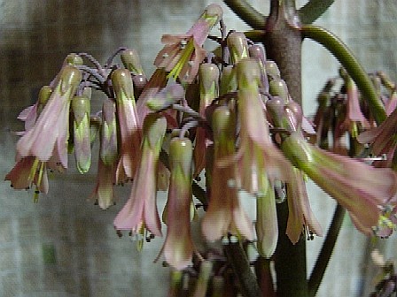 子宝草の成長記録 美味しい食卓 やさしい暮らし ちゅんちゃんの部屋 楽天ブログ 子宝草の成長記録 美味しい食卓 やさしい暮らし ちゅんちゃんの部屋 楽天ブログ