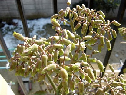 子宝草の成長記録 美味しい食卓 やさしい暮らし ちゅんちゃんの部屋 楽天ブログ 子宝草の成長記録 美味しい食卓 やさしい暮らし ちゅんちゃんの部屋 楽天ブログ