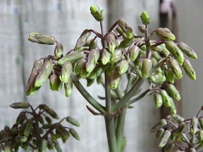 子宝草の成長記録 美味しい食卓 やさしい暮らし ちゅんちゃんの部屋 楽天ブログ 子宝草の成長記録 美味しい食卓 やさしい暮らし ちゅんちゃんの部屋 楽天ブログ
