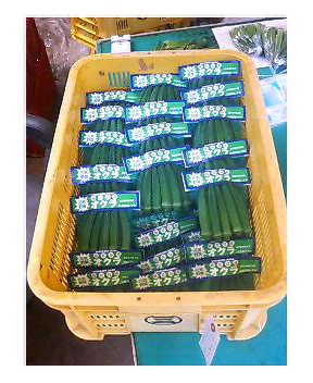 オクラ出荷
