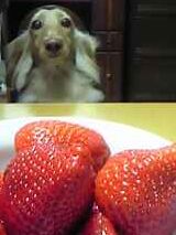 いちご食べたい