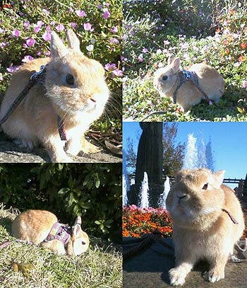 山下公園うさんぽ♪