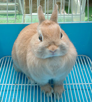 はな子でしゅっ!!