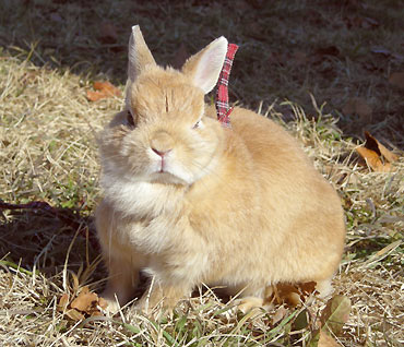 うさんぽはなたん