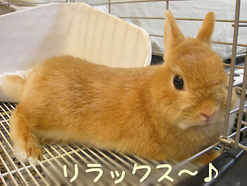 リラックスひめ