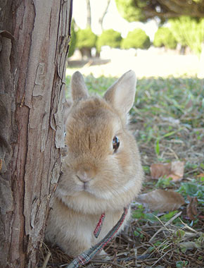 ちびちゃんは見た!?
