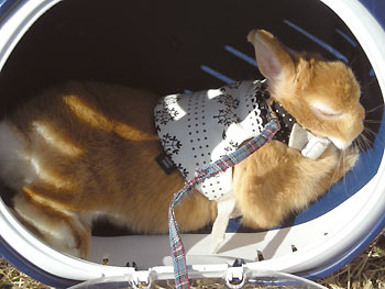 キャリーでねんね♪