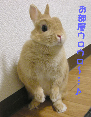 探検でしゅよぉ~!!