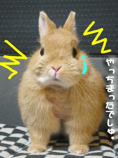 やっちゃった。