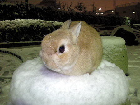 雪でしゅよ♪