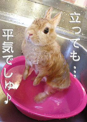 立てましゅヨ♪