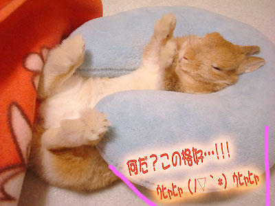 はなちゃんネンネ4