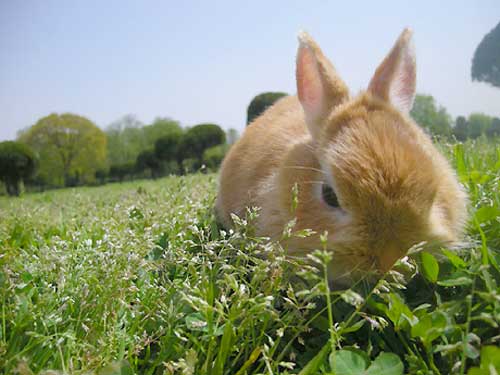 お草うまうま~♪