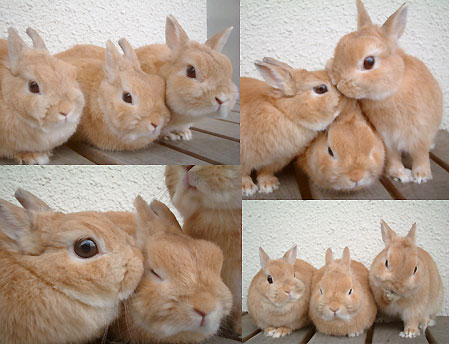 仲良し親子3ウサ♪