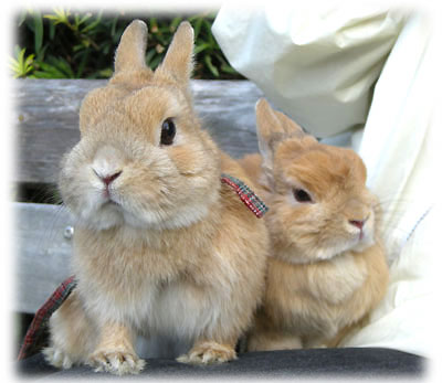 ちゃっかり親子