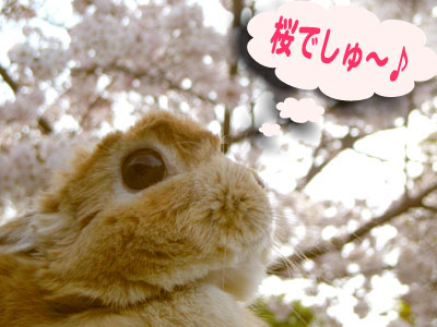 桜でしゅ~(はな)