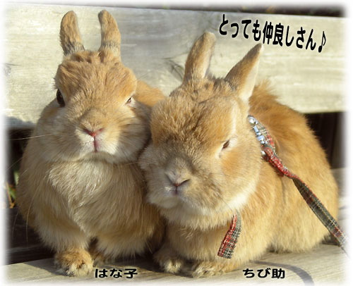 仲良しちびはな♪