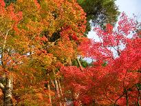 紅葉は、こうよ