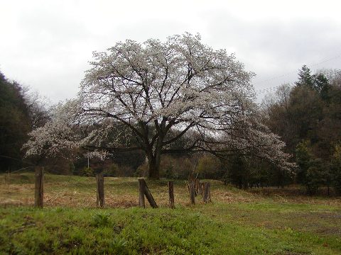 1本の桜の木