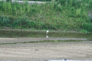 川には幼鳥が