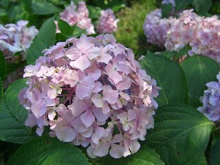 西湖の花