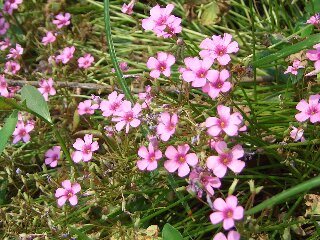 西湖の花３