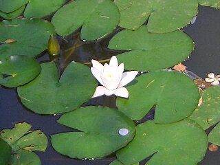 西湖の花４