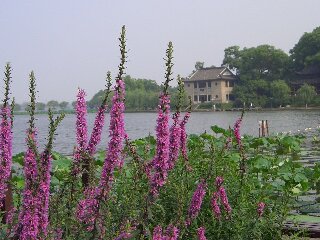 西湖の花５