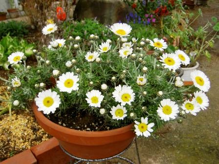 サニーサイドアップ