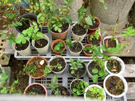 バラ挿し木2年目