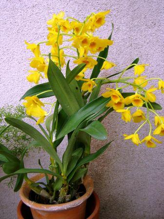 クリソトキサム