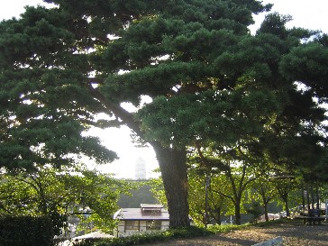 一本松公園 005.jpg