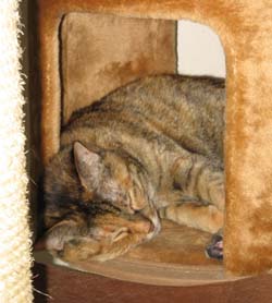 藍にゃん(6/27_1)